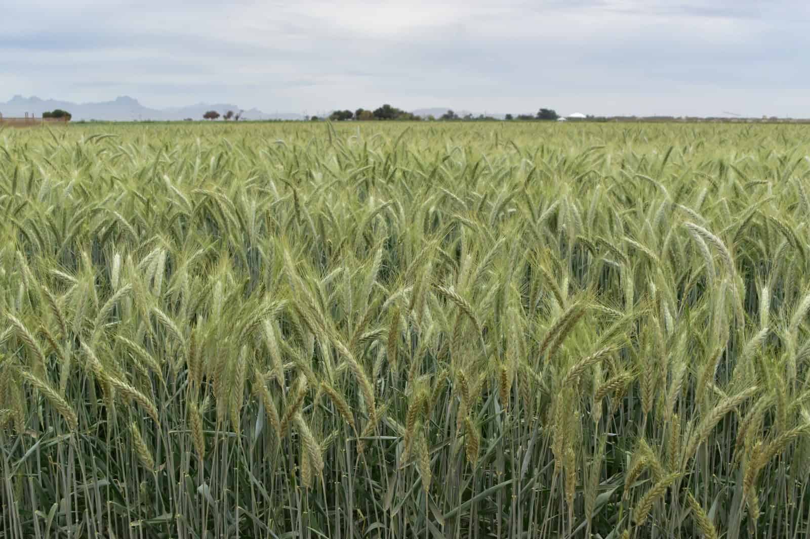 Sequía acaba con trigo en el Valle del Yaqui