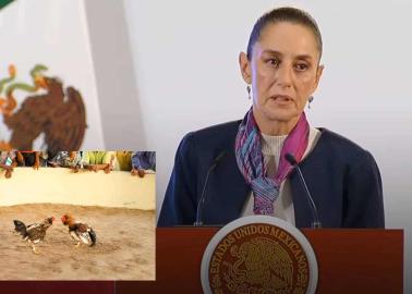 "Protectora de animales": Sheinbaum anuncia la llegada de Ley Animal en México, ¿Qué pasará con las peleas de gallos?