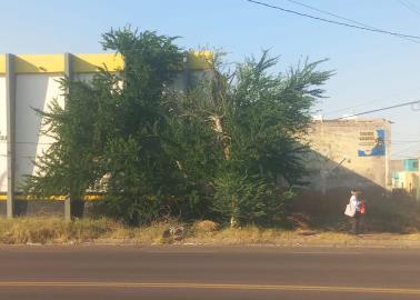 Árbol roto pone en peligro a ciudadanos de Cajeme