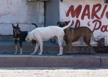 Cajeme: Denuncian jaurías en colonia Primero de Mayo