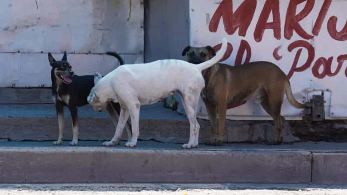 Cajeme: Denuncian jaurías en colonia Primero de Mayo Cajeme: Denuncian jaurías en colonia Primero de Mayo