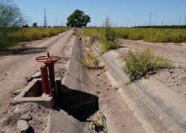 Maleza invade terrenos y canales del Valle del Yaqui