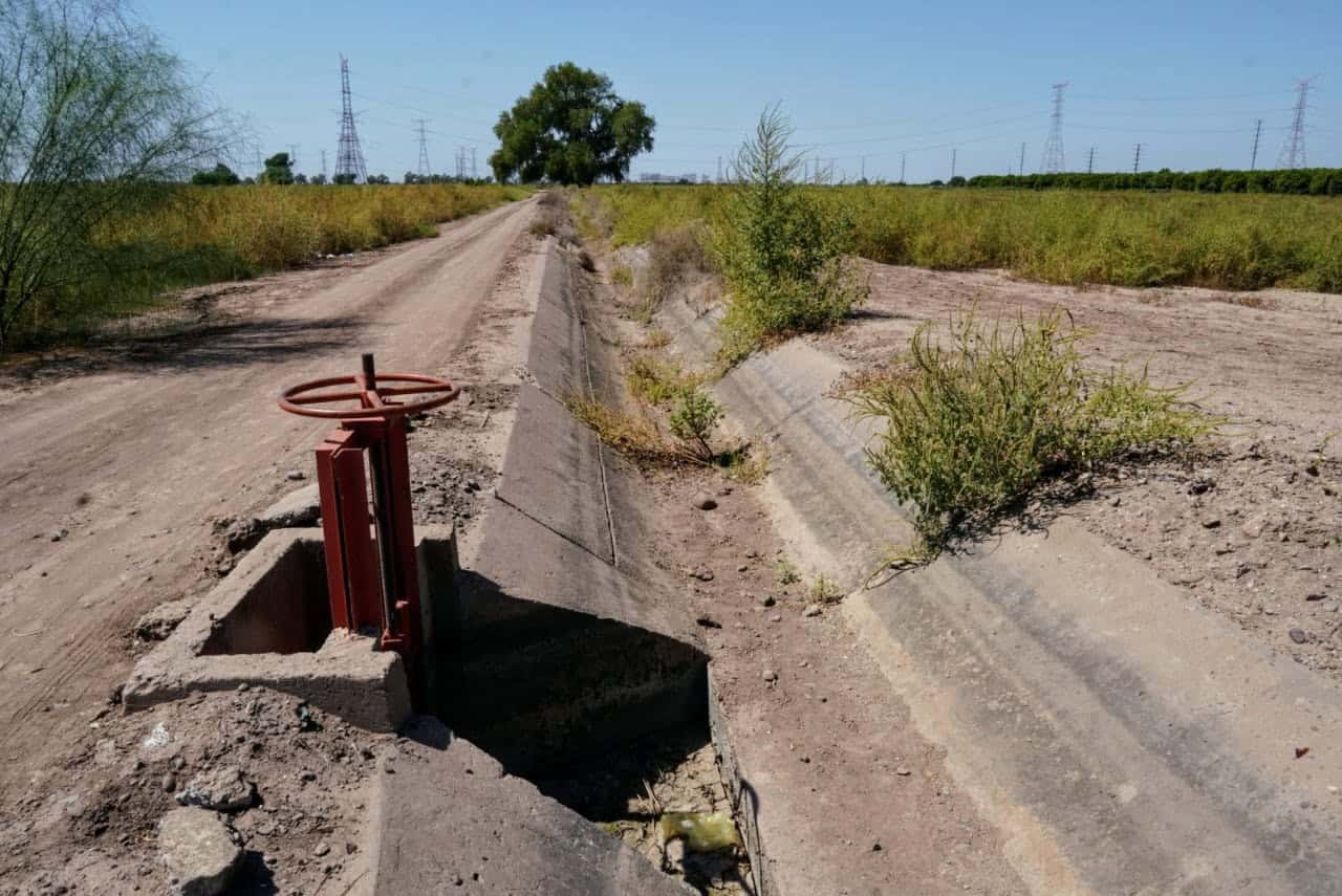 Maleza invade terrenos y canales del Valle del Yaqui