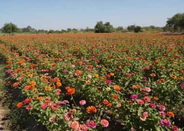 Flores llenan de color Panteón de Cócorit