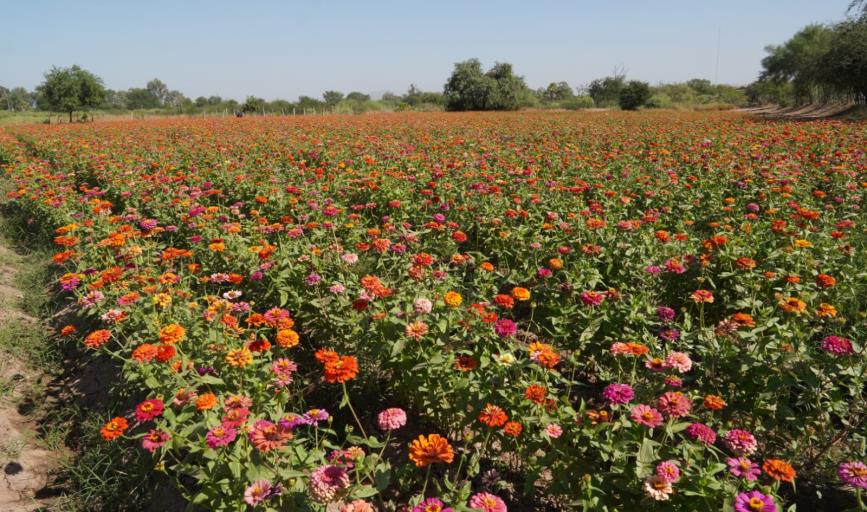 Flores llenan de color Panteón de Cócorit