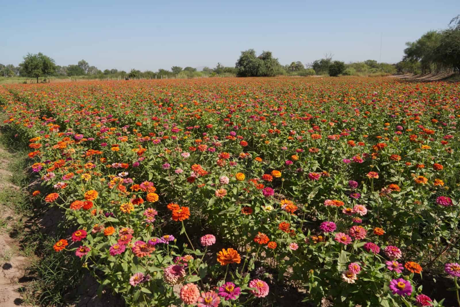 Flores llenan de color Panteón de Cócorit