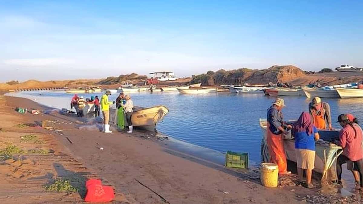 Reanudan en Yavaros captura de camarón