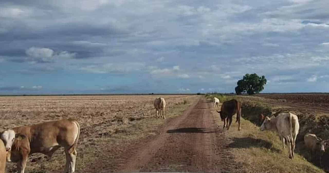 Se agrava crisis ganadera en Álamos