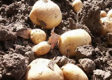 Autorizan cultivo de papa en el Valle del Yaqui