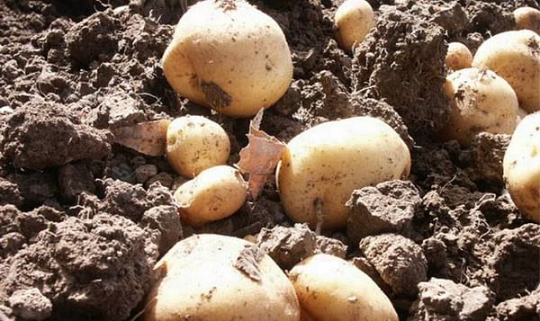 Autorizan cultivo de papa en el Valle del Yaqui