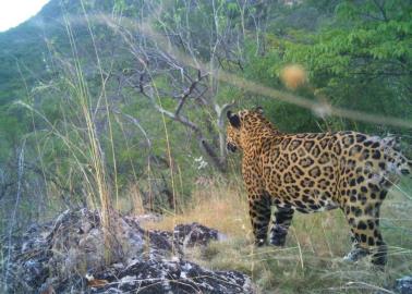 Esta es la cantidad de jaguares que se captaron en Álamos en el Censo Nacional