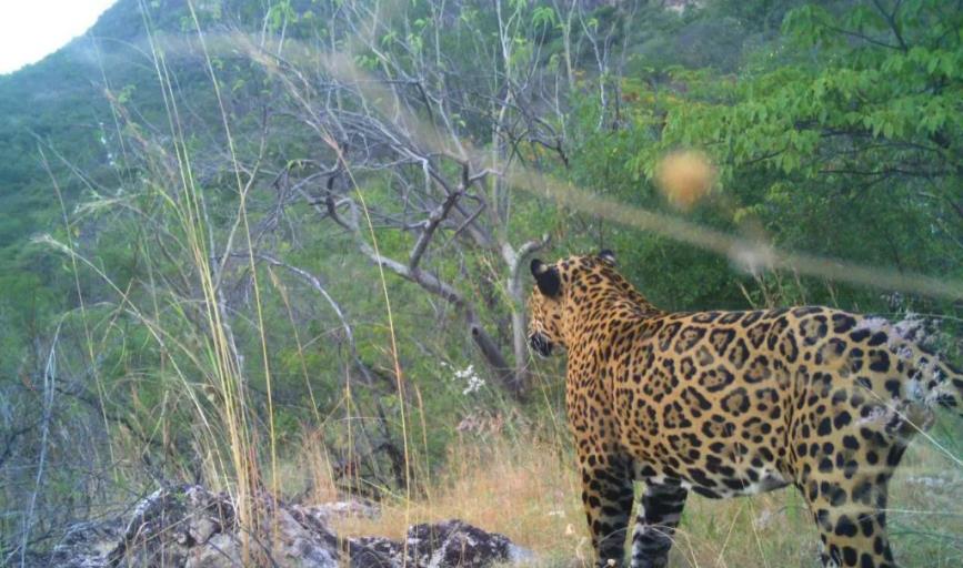 Esta es la cantidad de jaguares que se captaron en Álamos en el Censo Nacional