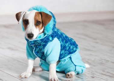 ¿Debes poner ropa a perros y gatos en época de frío? Esto dice experta