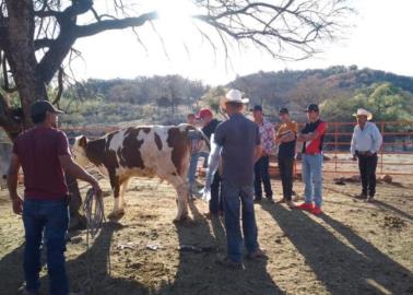 En Yécora aplicarán multas por ganado en vía pública