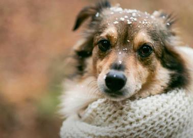 ¿Cómo cuidar a tus mascotas durante la temporada invernal?