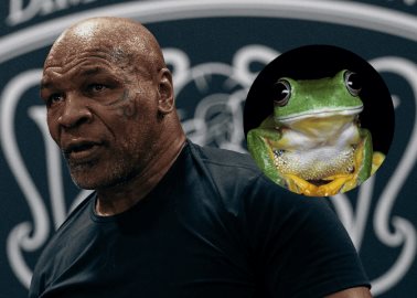 ¿De qué parte de Sonora es el sapo que Mike Tyson utilizó para un viaje?