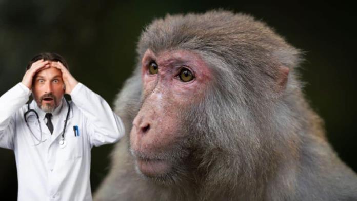 Escapan 43 monos de un laboratorio en Carolina del Sur; ¿hay de qué preocuparse? Escapan 43 monos de un laboratorio en Carolina del Sur; ¿hay de qué preocuparse?