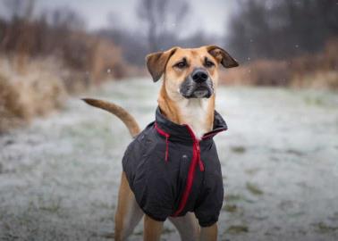 Temporada de frío: ¿Cuál es la temperatura más baja que un perro puede soportar?