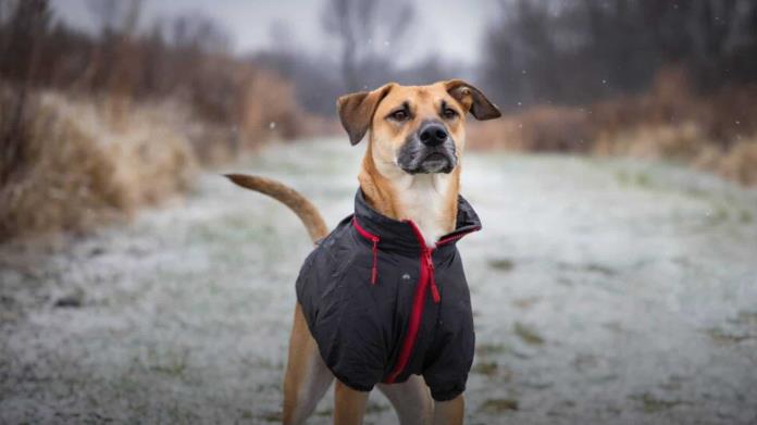 Temporada de frío: ¿Cuál es la temperatura más baja que un perro puede soportar? Temporada de frío: ¿Cuál es la temperatura más baja que un perro puede soportar?