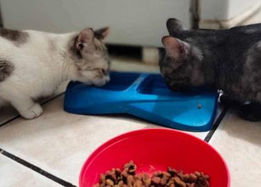 Estos son los alimentos que NUNCA debes darle a un gato por ser peligrosos para su salud