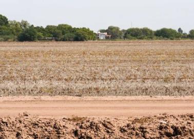 Paralizado, el campo