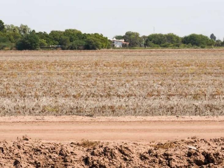 Diario del Yaqui - El campo en el Valle del Yaqui está paralizado