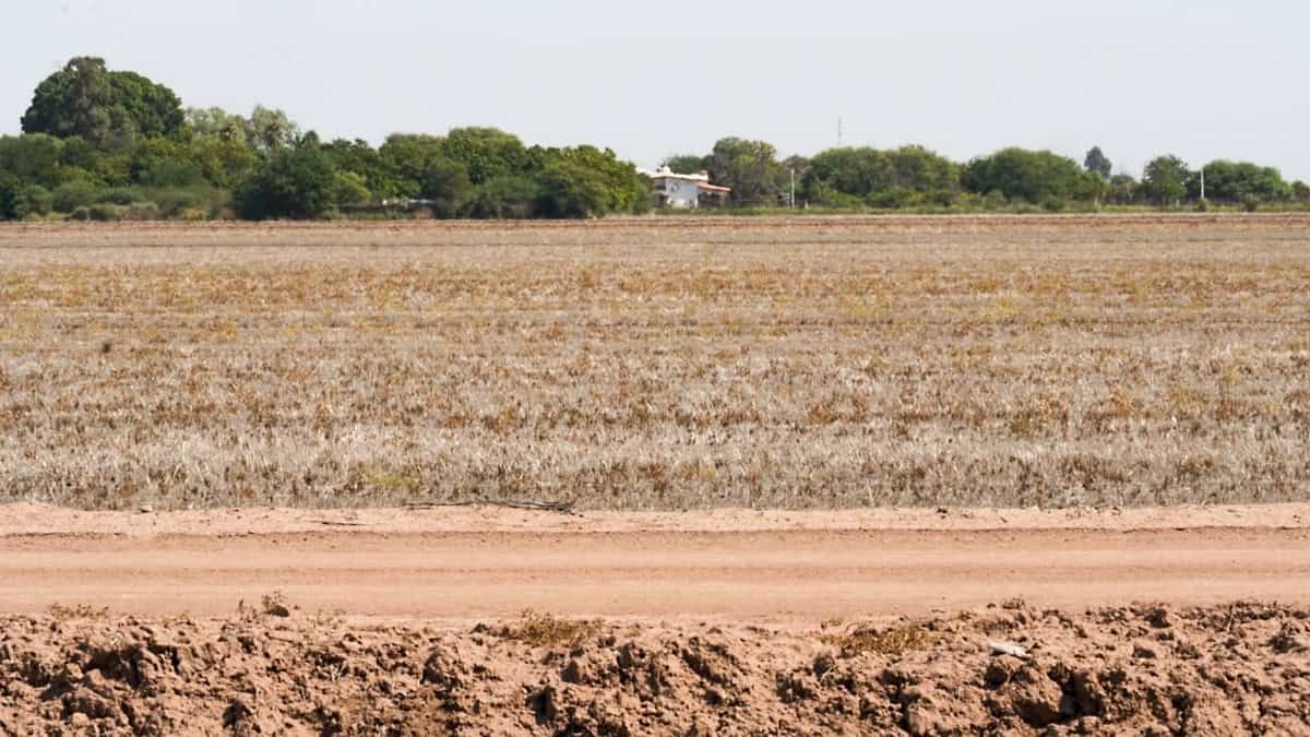 Paralizado, el campo