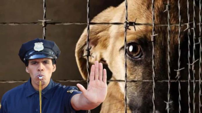 ¿Cómo se sanciona a los agresores de animales en Sonora y qué tan severo es? ¿Cómo se sanciona a los agresores de animales en Sonora y qué tan severo es?