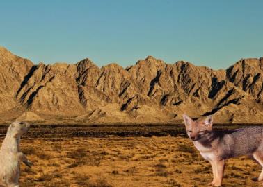 VIDEO | Desierto de Sonora el de mayor biodiversidad del mundo