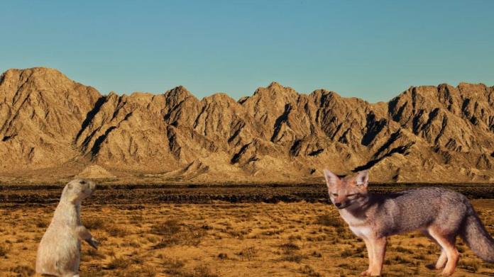 VIDEO | Desierto de Sonora el de mayor biodiversidad del mundo VIDEO | Desierto de Sonora el de mayor biodiversidad del mundo