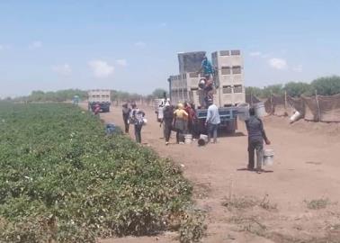 Migran jornaleros del Valle del Mayo