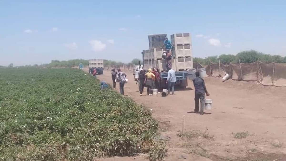 Migran jornaleros del Valle del Mayo