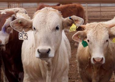 Continúa la exportación de ganado sonorense