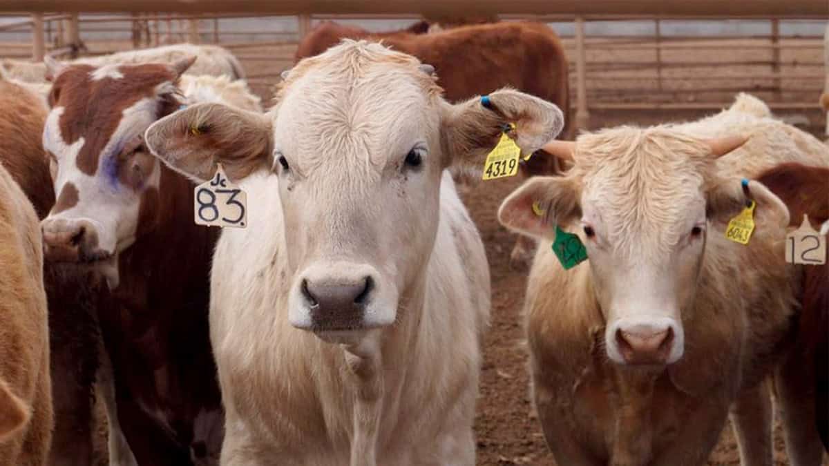 Continúa la exportación de ganado sonorense