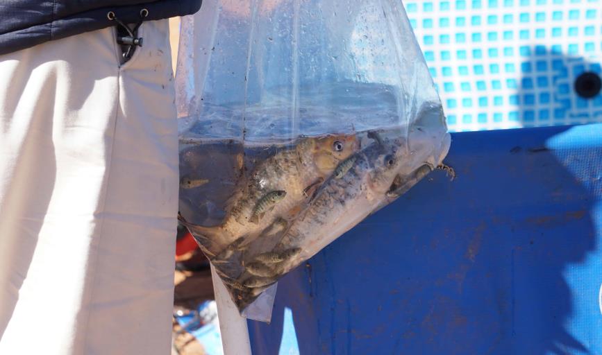 Siembran peces en Laguna de Nániari de Cajeme