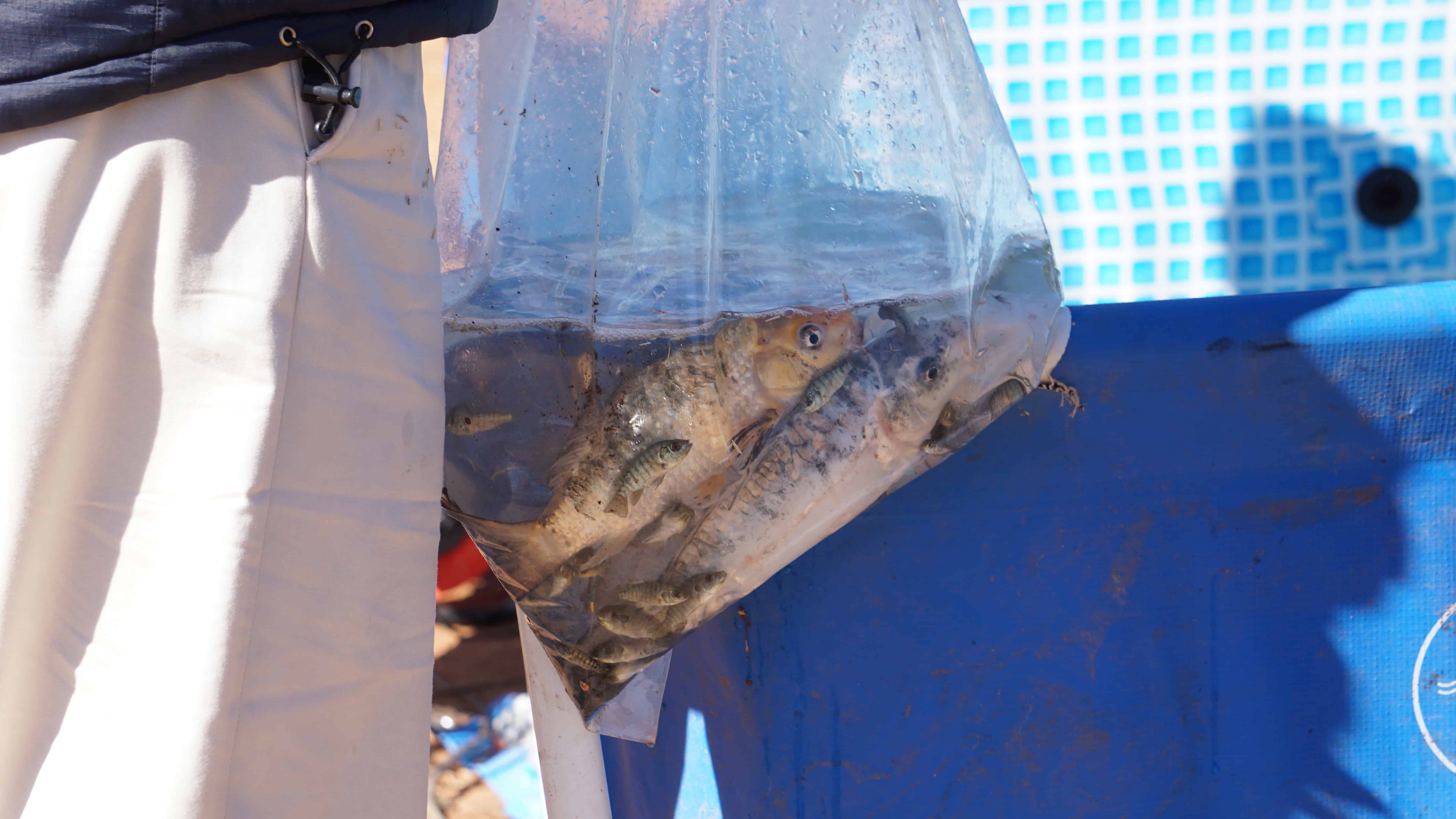 Siembran peces en Laguna de Nániari de Cajeme