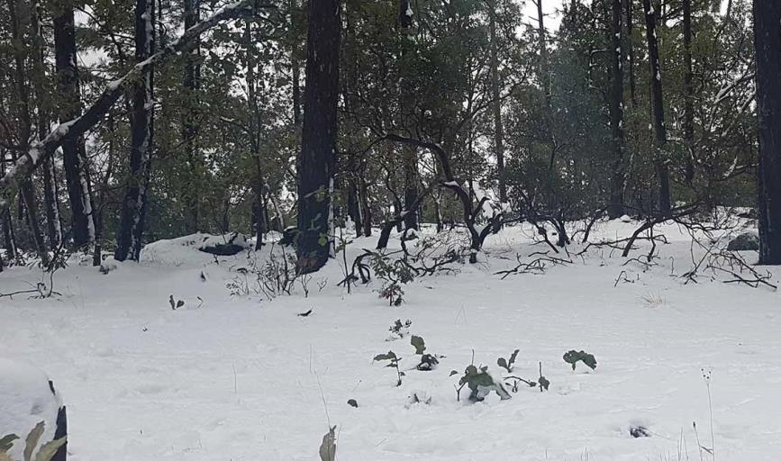 Clima en Sonora hoy 19 de noviembre: Otro frente frío amenaza al estado, con temperaturas congelantes