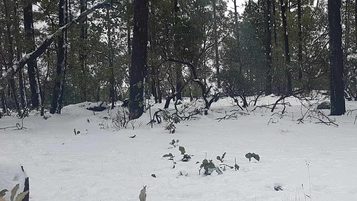 Clima en Sonora hoy 19 de noviembre: Otro frente frío amenaza al estado, con temperaturas congelantes