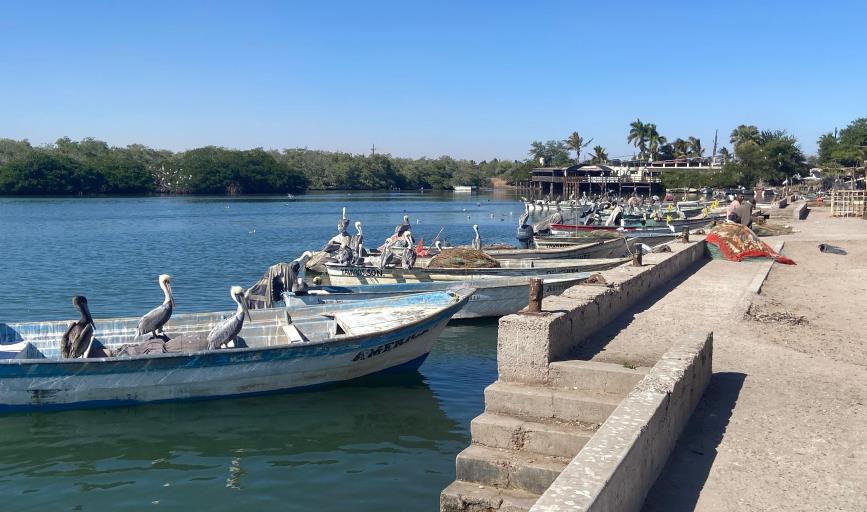 Ante avistamiento de tiburones, Protección Civil tomará medidas en Yavaros