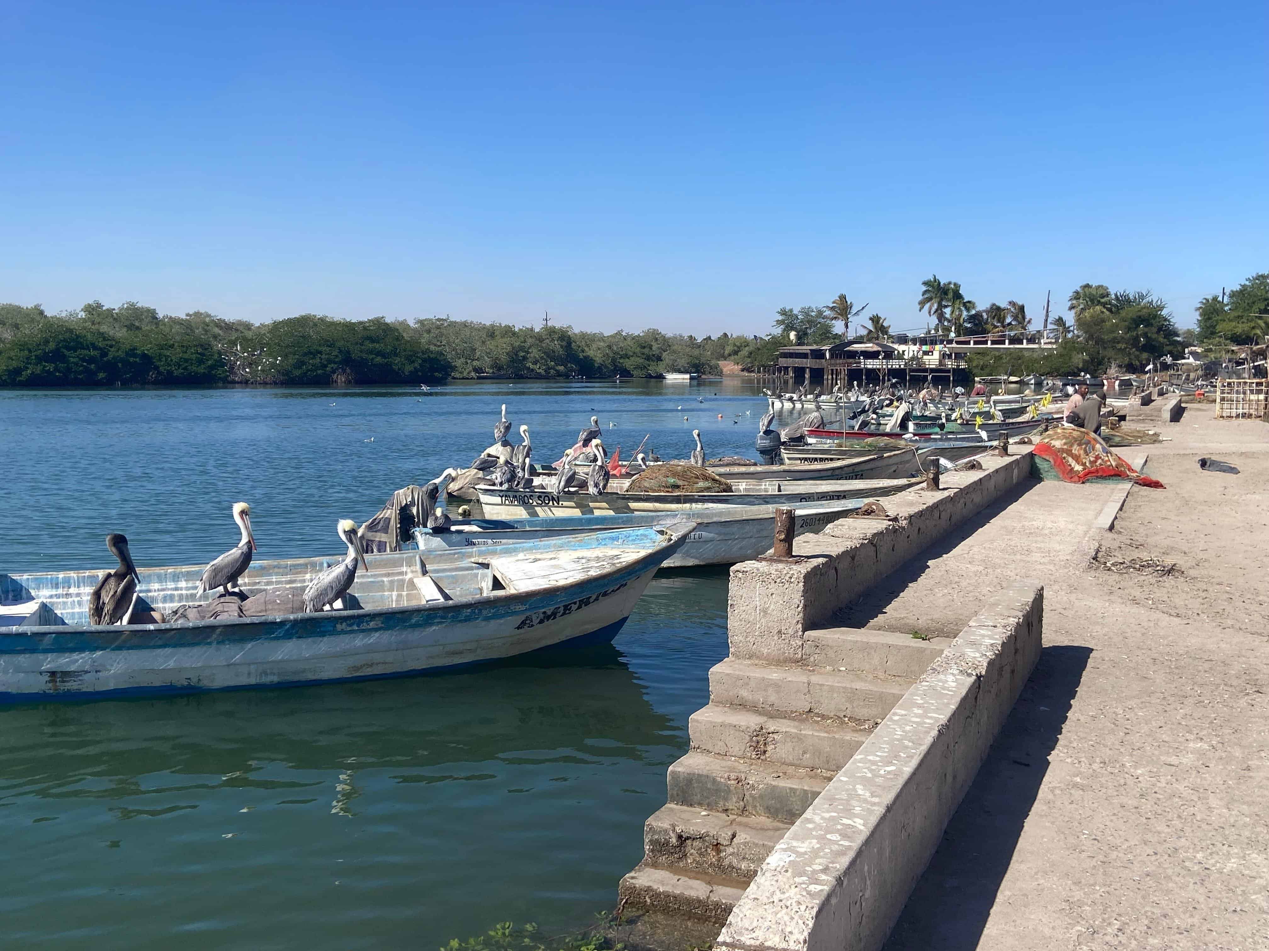 Ante avistamiento de tiburones, Protección Civil tomará medidas en Yavaros