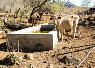 Crisis ganadera empeoraría en marzo, habrá menos niveles de agua para abastecer