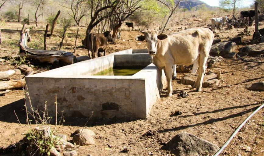 Crisis ganadera empeoraría en marzo, habrá menos niveles de agua para abastecer