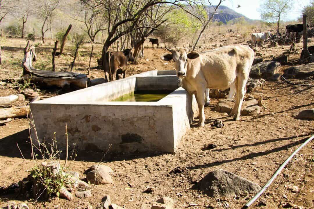 Crisis ganadera empeoraría en marzo, habrá menos niveles de agua para abastecer