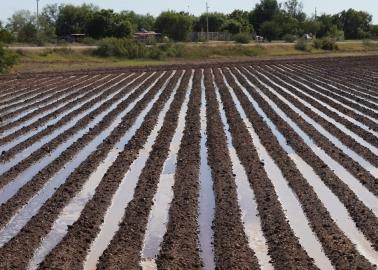 Lento avance del ciclo agrícola en el Valle del Yaqui