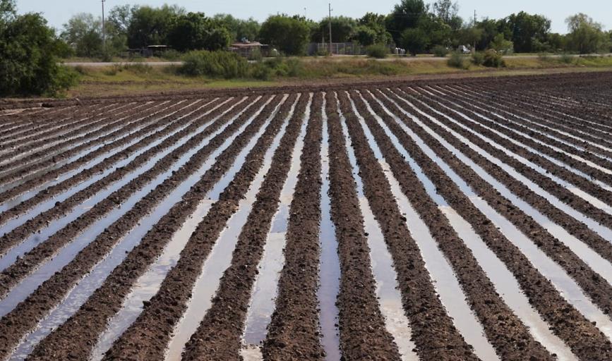 Lento avance del ciclo agrícola en el Valle del Yaqui