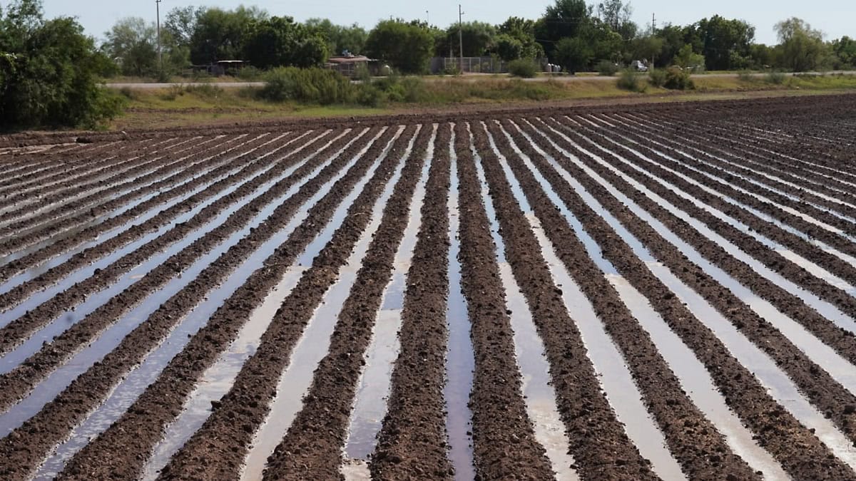 Lento avance del ciclo agrícola en el Valle del Yaqui