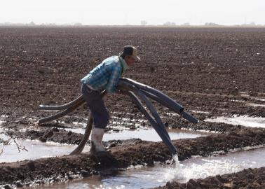 Prioritario avanzar hacia la reconversión de cultivos en Sonora