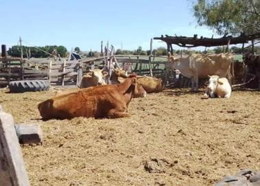 Abigeato, un delito que "pega" fuerte a pequeños ganaderos del Valle del Yaqui