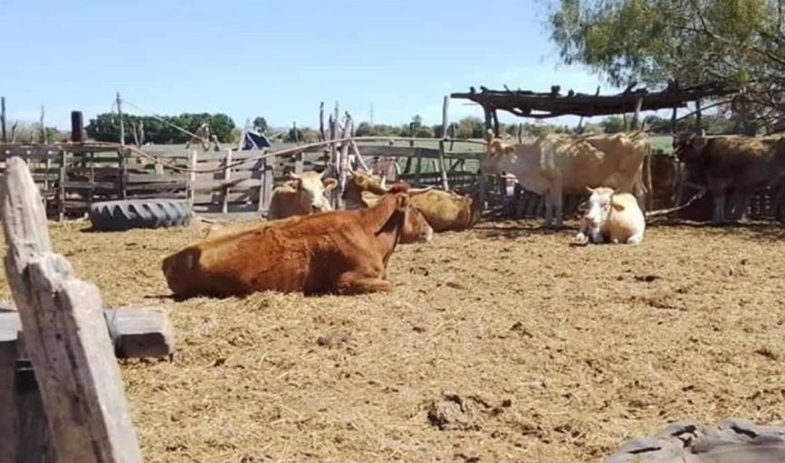 Abigeato, un delito que "pega" fuerte a pequeños ganaderos del Valle del Yaqui