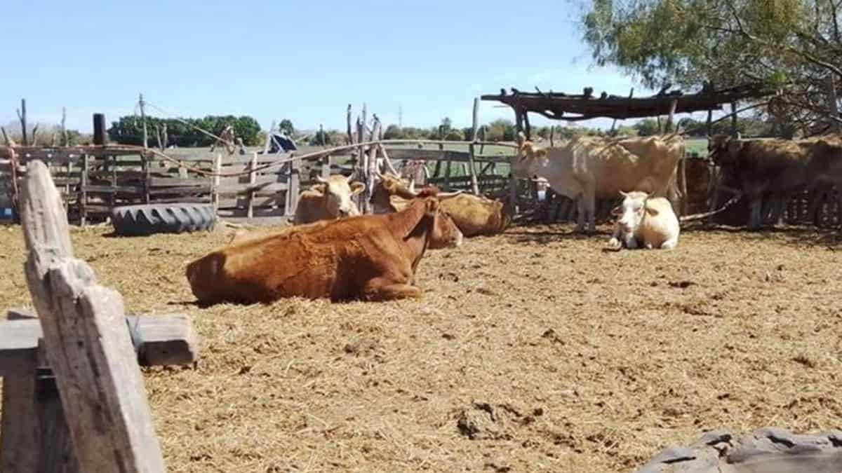 Abigeato, un delito que pega fuerte a pequeños ganaderos del Valle del Yaqui